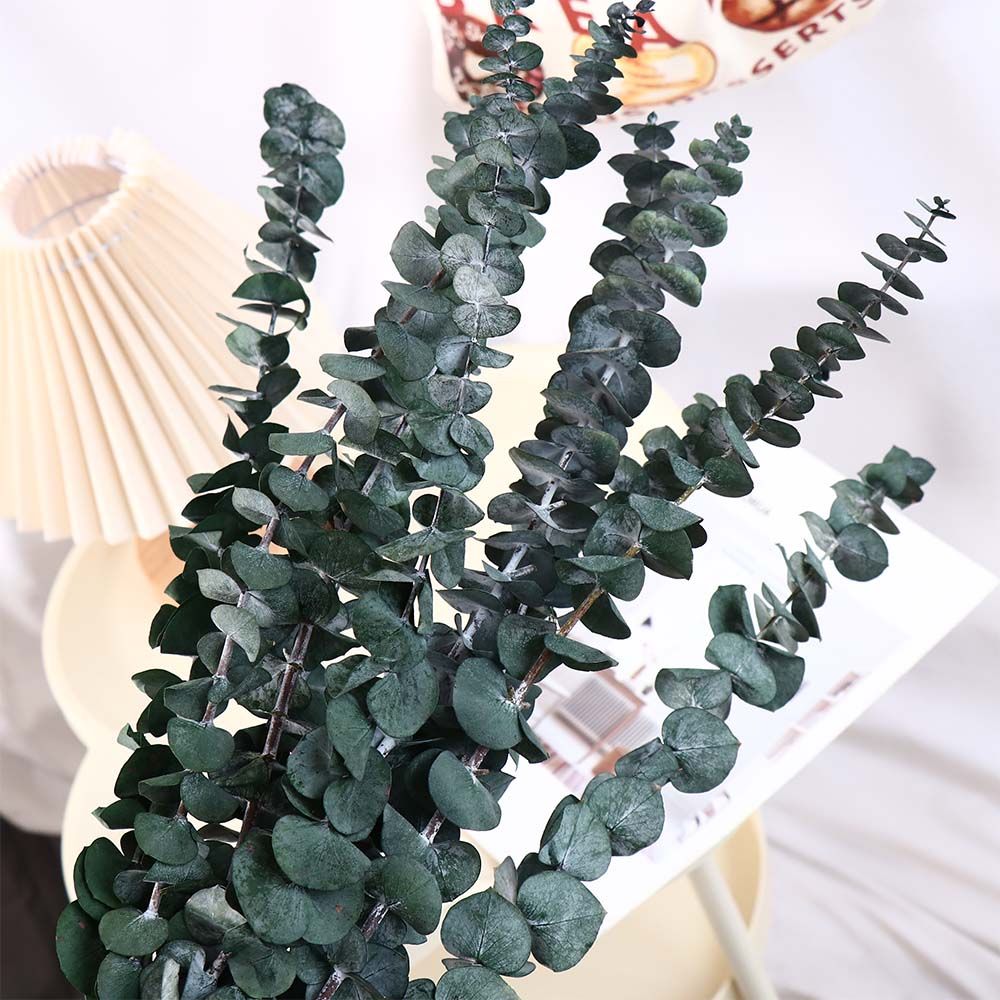 Eucalyptus Preserved - 10 Stück Echte Hängende Getrocknete Eukalyptusblätter,